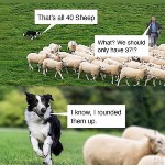 joke about sheep
